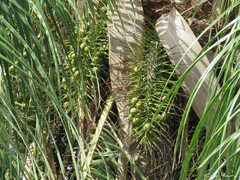 Acrocomia intumescens