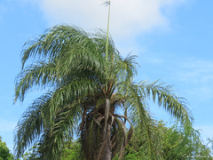 Acrocomia intumescens