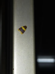 Heterallactis phlogozona