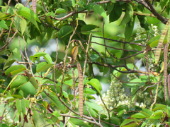 Bauhinia ungulata