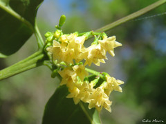Chiococca nitida