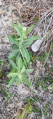 Pterocaulon angustifolium