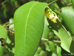 Chiococca nitida