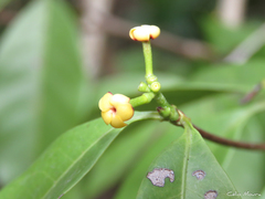 Cordiera myrciifolia