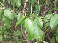 Cordiera myrciifolia