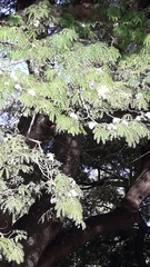 Enterolobium contortisiliquum