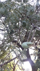 Enterolobium contortisiliquum