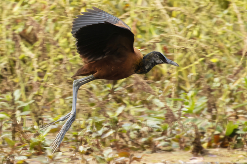 African Jacana