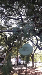 Enterolobium contortisiliquum