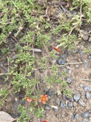 Jamesbrittenia aurantiaca