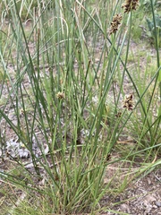 Cyperus marginatus