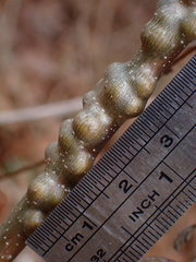 Neuroterus rileyi