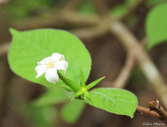 Randia armata armata