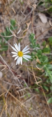Noticastrum