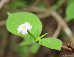 Randia armata armata