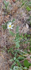 Noticastrum