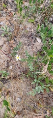 Noticastrum