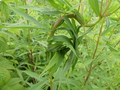 Asphondylia solidaginis