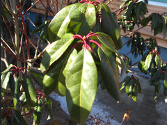 Daphniphyllum macropodum