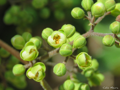 Dilleniaceae