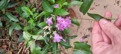 Fridericia chica
