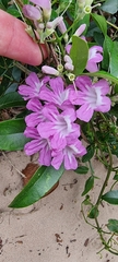 Fridericia chica