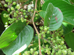 Dilleniaceae