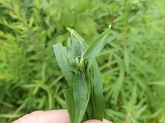 Asphondylia solidaginis