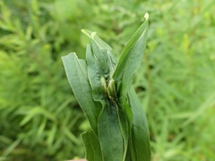 Asphondylia solidaginis