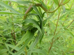 Asphondylia solidaginis