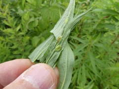 Asphondylia solidaginis