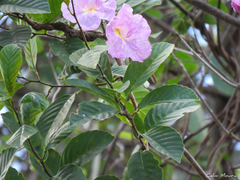Tabebuia roseoalba