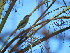 Cyclarhis gujanensis cearensis