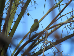 Cyclarhis gujanensis cearensis