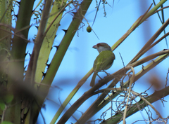 Cyclarhis gujanensis cearensis