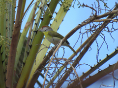 Cyclarhis gujanensis cearensis