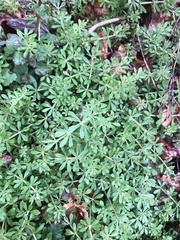 Galium aparine