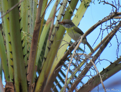 Cyclarhis gujanensis cearensis