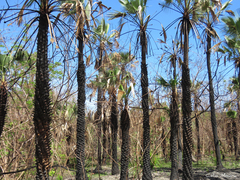 Copernicia prunifera