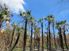 Copernicia prunifera