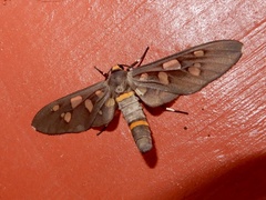 Amata cyssea