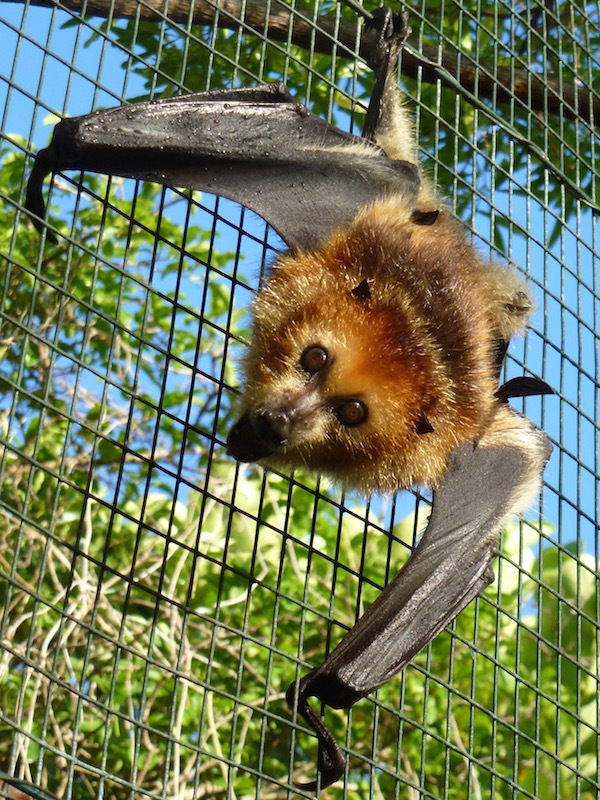 zorro volador de la isla