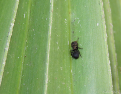 Cephalotes pusillus
