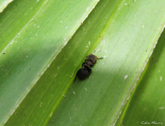 Cephalotes pusillus