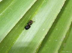 Cephalotes pusillus