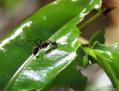 Camponotus leydigi