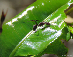 Camponotus leydigi