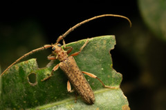 Phlyctaenodes pustulata