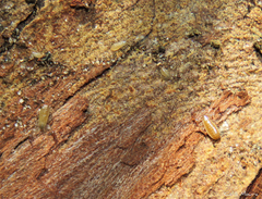 Paratemnoides nidificator