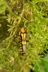 Chauliognathus luteopictus